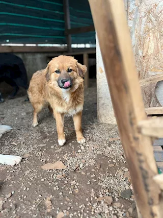 Maverick... un cucciolo dagli occhioni dolcissimi