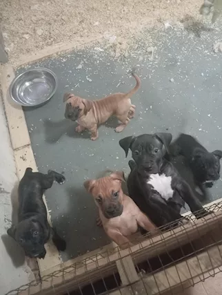 Bandog cuccioli