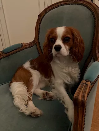 Cercasi Femmina cavalier king per monta