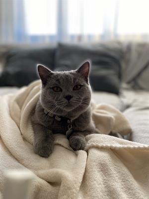 Cerco gattina British Shorthair per Totó - Foto 5