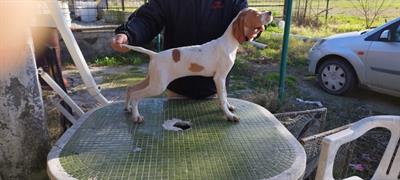 5 Cuccioli di pointer inglesi