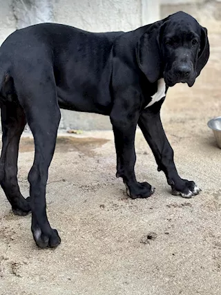 Cuccioli di Alani neri in vendita