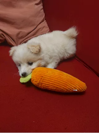 Cucciola pomerania e barboncino