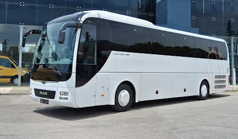 Bellissimo Lion Coach MAN