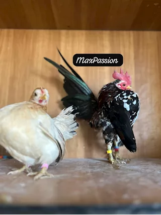 Galline e Galli Serama Malesi - Foto 4