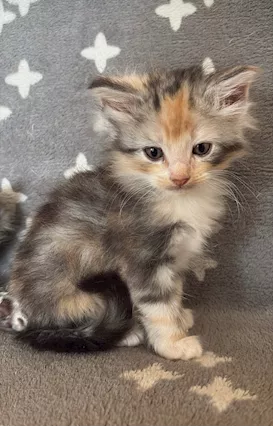 Cuccioli disponibili