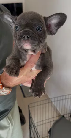 Cuccioli Bulldog Francese disponibili per consegna