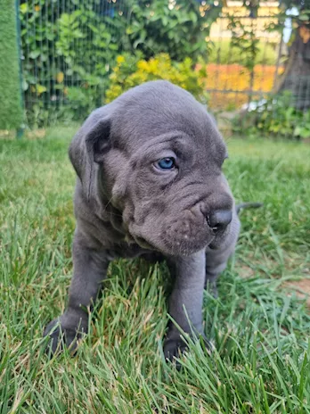 Cuccioli di cane corso alta genealogia