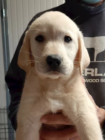 Cuccioli di Labrador