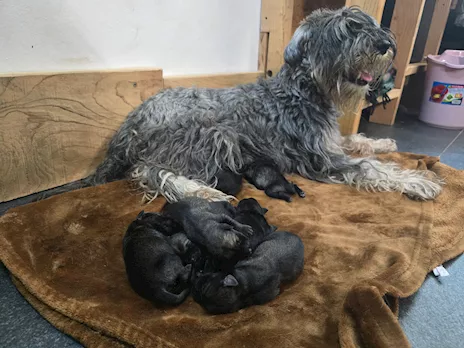 Cuccioli Schnauzer Medio sale e pepe