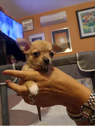 Cuccioli Razza Chihuahua, a pelo lungo - Foto 6