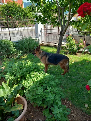 Cuccioli pastore trdesco importante genealogia, a pelo corto - Foto 5