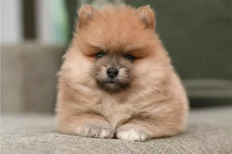 Cuccioli Volpino di Pomerania