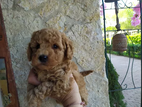 Cucciolo Barboncino fulvo nano