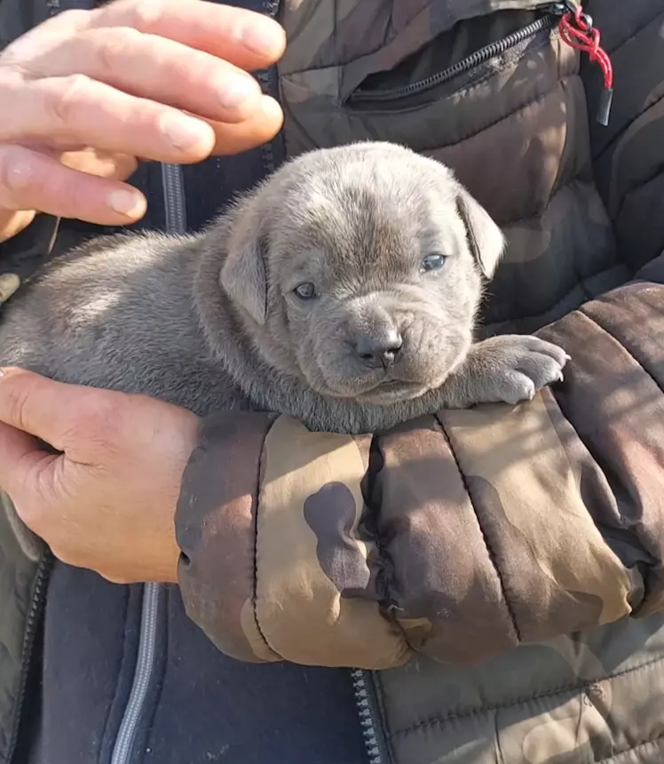 Cane Corso