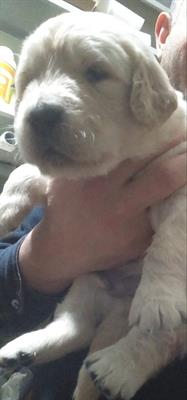 Cuccioli di Golden Retriever con Pedigree
