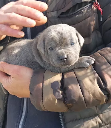Cane Corso