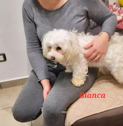 Foto - 12