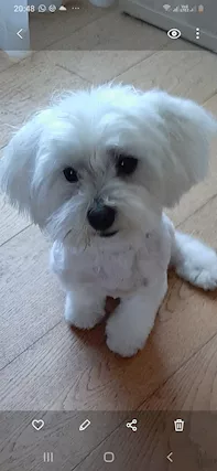 Maltese maschio cerca maltese per cucciolata