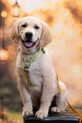 Golden retriever inglese, colore miele - Anteprima 1