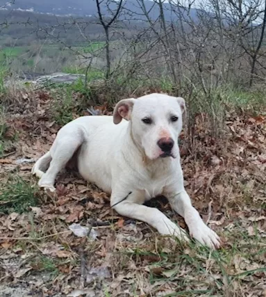 Sheeva 2 anni pelo corto mollata in campagna MILANO - Foto 2