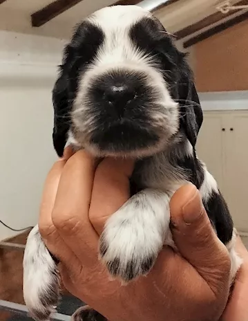 Maschietto Cocker Spaniel Inglese Blu Roano