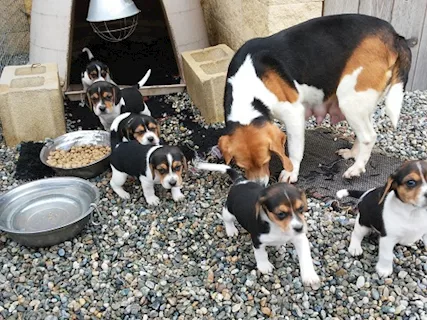 Cuccioli Beagle Tricolore