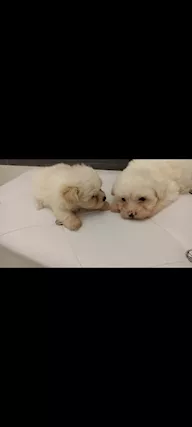 Maltese Toy, genitori visibili - Foto 2
