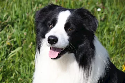 Border Collie monta