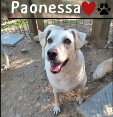 Femmina mix Labrador salvata da 1 lager 3 anni fa - Foto 4
