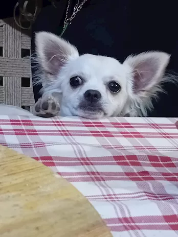 Chihuahua per accoppiamento