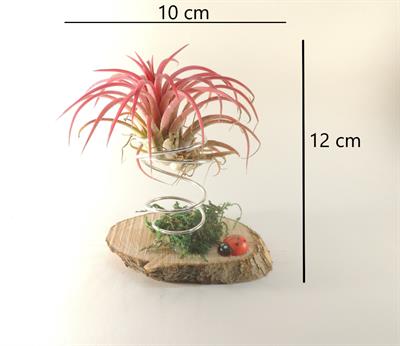 Tillandsia ionantha sospesa - Foto 2