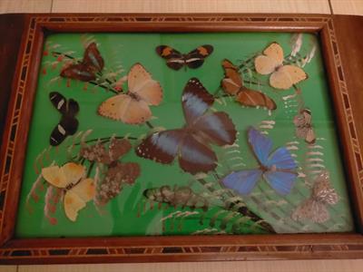 Vassoio in legno con interno farfalle vere 46x28