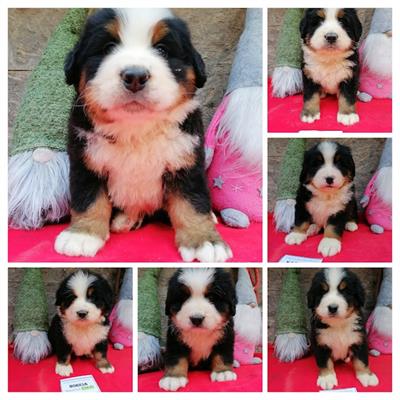 Bovaro del Bernese Cuccioli