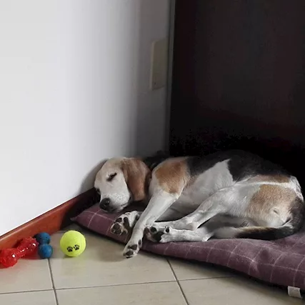Cerco adozione, o affido momentaneo.