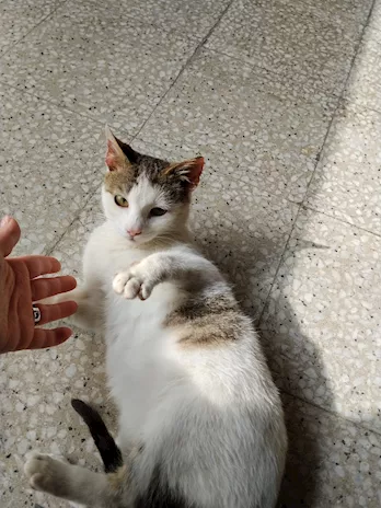 Violetta, una gattina dolcissima