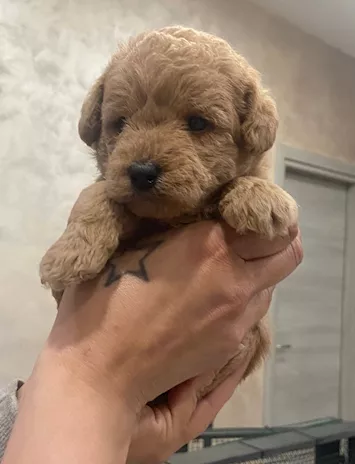 Maltipoo 2 femmine 1 maschio