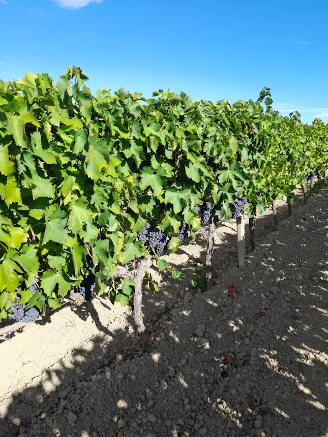 Uva rossa Cirò gaglioppo e bianca