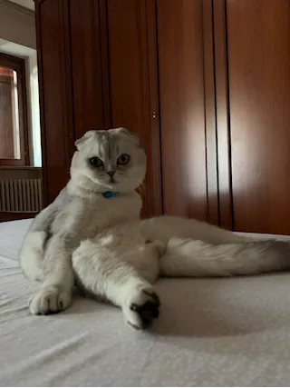 Scottish fold per accoppiamento - Foto 4
