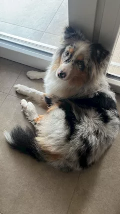 Australian shepherd - Foto 3