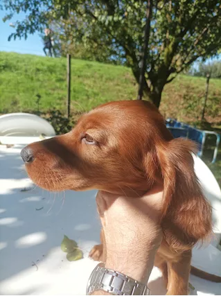 Setter irlandese cucciola - Foto 4