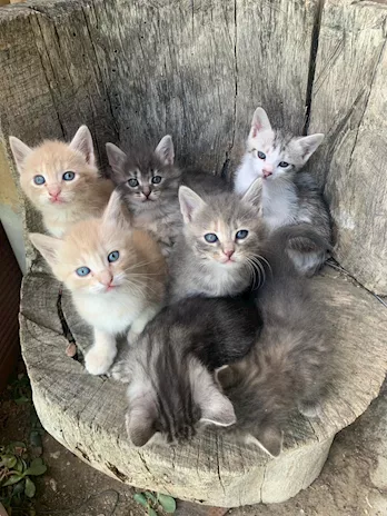 7 gattini stanno cercando casa