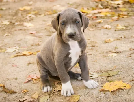 Cuccioli di Alano con pedigree