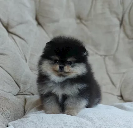 3 Pomeranian