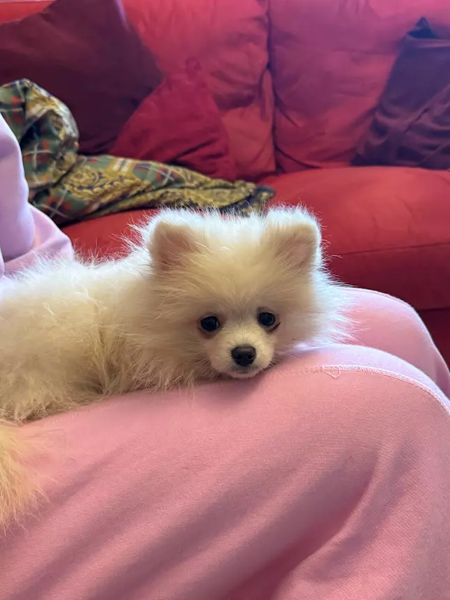 Foto 2Cucciolo Razza Pomerania, Spitz nano, color bianco crema