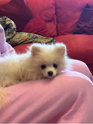 Cucciolo Razza Pomerania, Spitz nano, color bianco crema - Anteprima 2