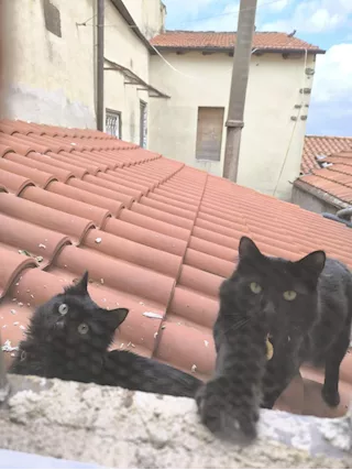 Ermes cerca fidanzata