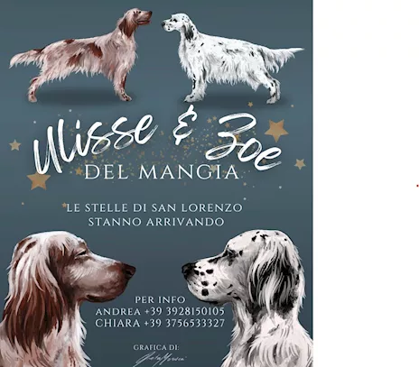 Cuccioli Razza Setter Inglese - Foto 3
