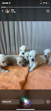 Vendita di 5 cuccioli maschi di golden
