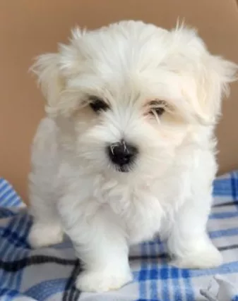 Maltese - Disponibili ultimi 2 cuccioli di maltesi